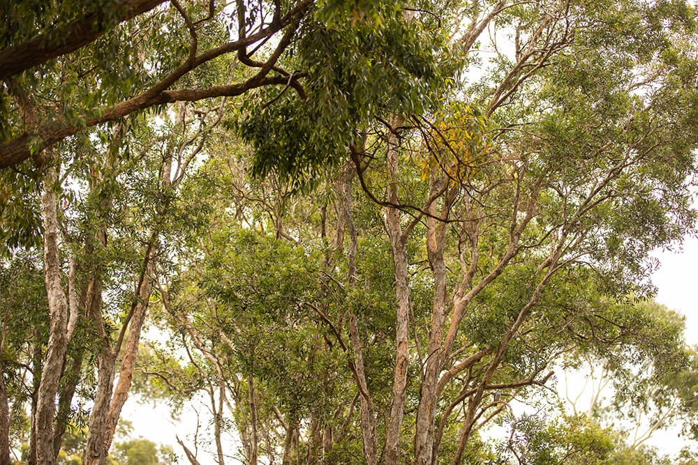 Greenline designs projects to complement your outdoor environment